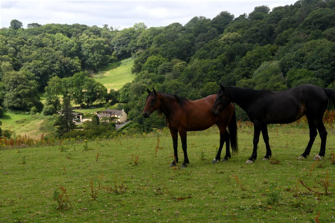 Ty Twt - Complete Holiday Home Llandysul Екстериор снимка